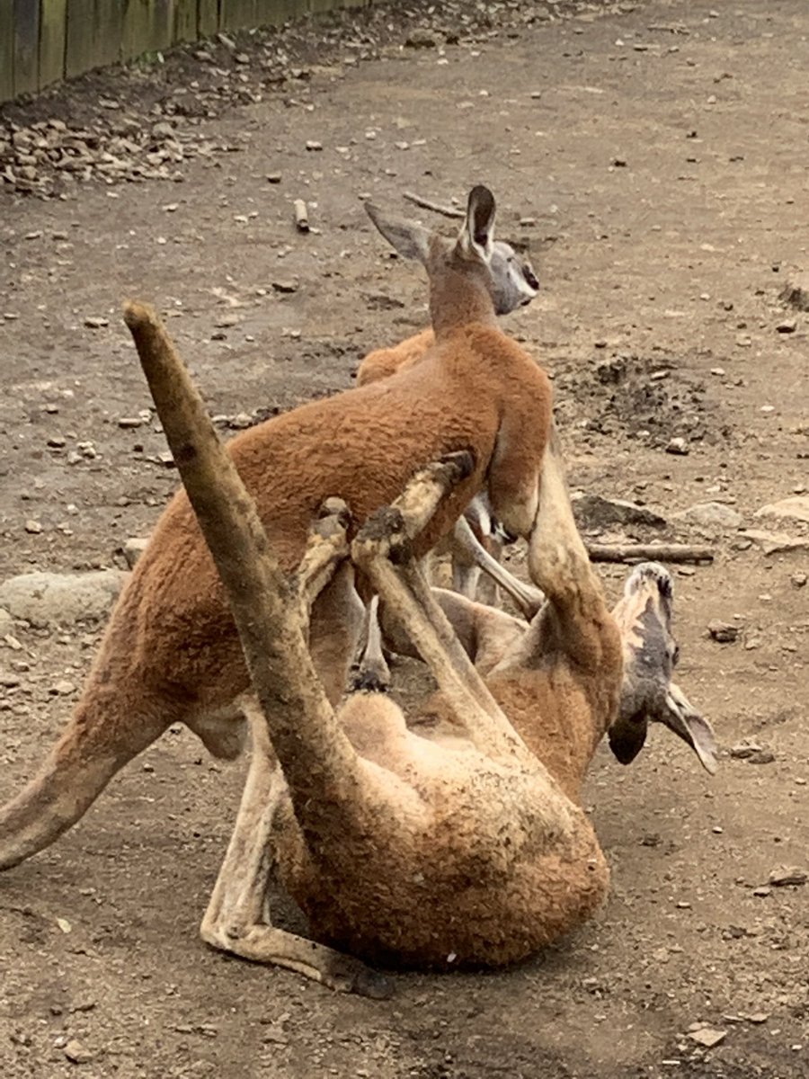 犬会サモエド 富士サファリパークにて 争いは同じレベルの者同士でしか発生しない みたいな写真が撮れた