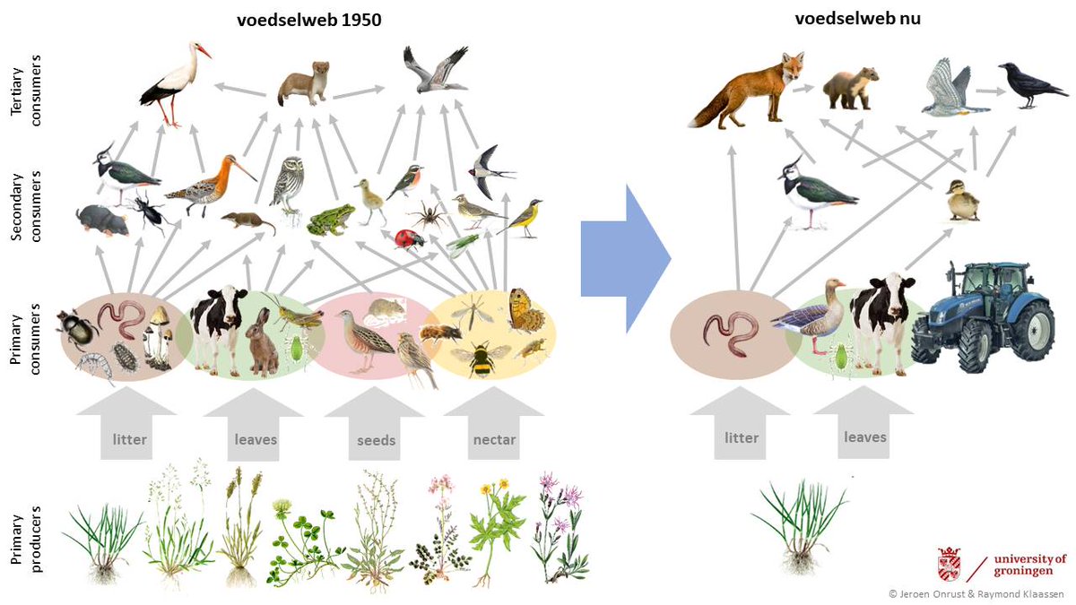 PHMulder1's tweet photo. @TrienkeElshof @frieschdagblad Boeren kunnen #boerenlandvogels redden met kostendekkende prijzen, niet met dit uitbuitende #GLB! Verdubbel melkprijs, halveer veestapel (4xmaaien ipv7)en lever #potstalmest ipv.drijfmest (voor bodemleven)
Met gaanprijsverdubbeling keert graan terug in teeltplan= #extensivering! https://t.co/iBVUWHQqur