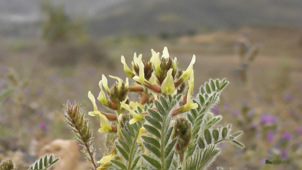 #ECUGA ▶️ Entidad de #CustodiadelTerritorio que trabaja para la #conservación del garbancillo de Tallante (Astragalus nitidiflorus) goo.gl/HfdhzY