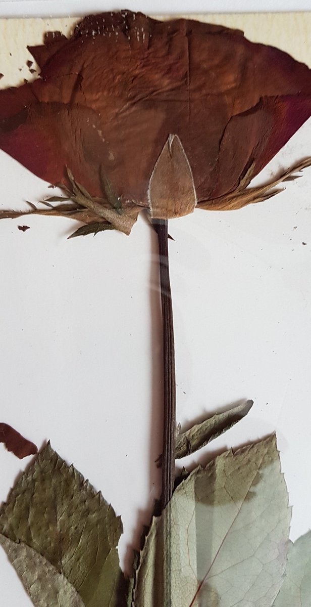 comfy_cards's tweet image. @RocioAndujo I keep this pressed red rose from a bunch my husband gave me in a 1st Baby Book, when our miracle daughter was born, 20 years ago.🙂🤗#vasapraevia @vasaprevia #miracle #love #memories #treasure #precious #pregnancyproblems #ScanSavesLives
