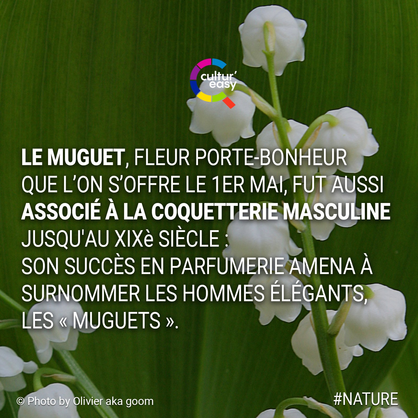 Cultur Easy Demain Quand Vous Recevrez Du Muguet Demandez Vous Pourquoi On Vous L Offre Nature Muguet 1ermai Culture Culturegenerale Histoire Patrimoine Swag Cultureasy T Co Tbsqljdx7t Twitter