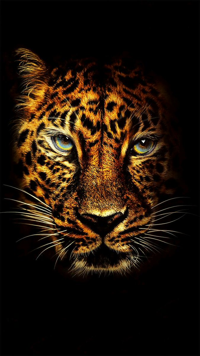 wallpapers25's tweet photo. LEOPARD🐯
#Wallpaper #วอลเปเปอร์
#แจกวอลเปเปอร์ #แจกภาพ #เสือดาว https://t.co/6b6mhqr8mP