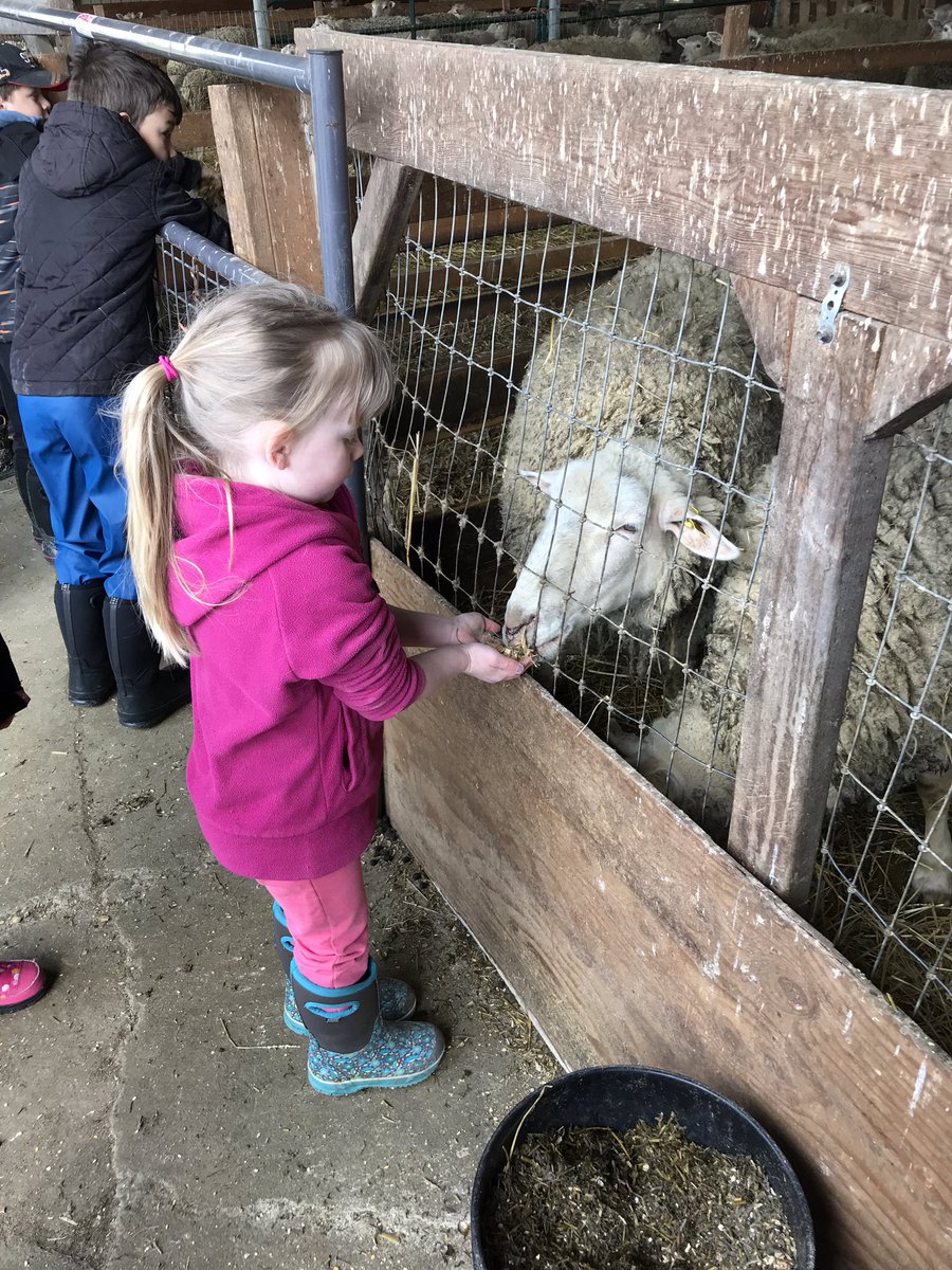 JamieJ19842012's tweet photo. A very educational trip to the farm! Milking cows, feeding sheep and calves. A great field trip to support our inquiry! Thank you to the Wurmli and Misch Family! @stjoesportelgin https://t.co/z9fFdPWdhP