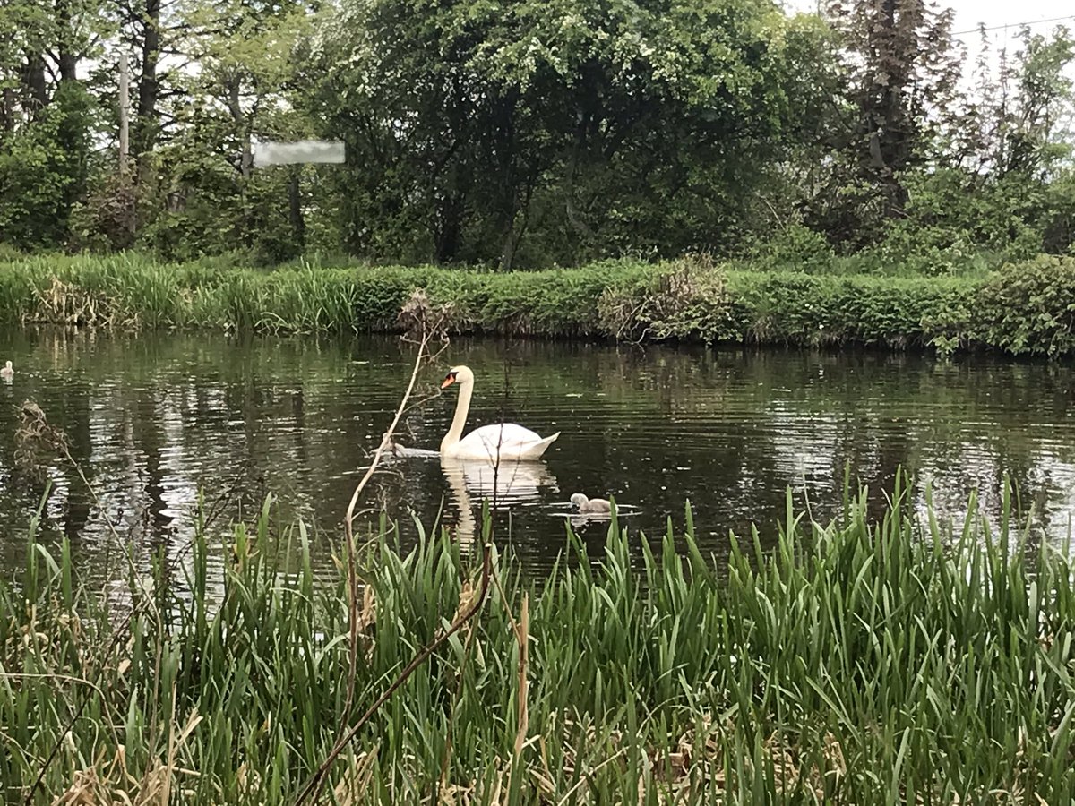 AndrewALindsay's tweet photo. It’s all happening at CHAS Towers today. 🦢🐥 😋 @supportCHAS  #OfficeView #BreakFromScreen #LookOutsideSeeNature https://t.co/htu2LmVclB