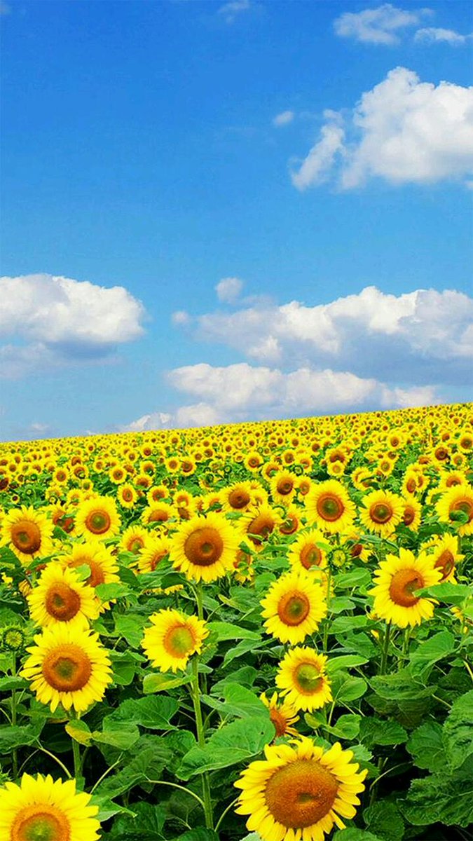 wallpapers25's tweet photo. SUN FIOWER🌻
#Wallpaper #วอลเปเปอร์
#แจกวอลเปเปอร์ #แจกภาพ #ดอกทานตะวัน https://t.co/XwVBuqbNjy