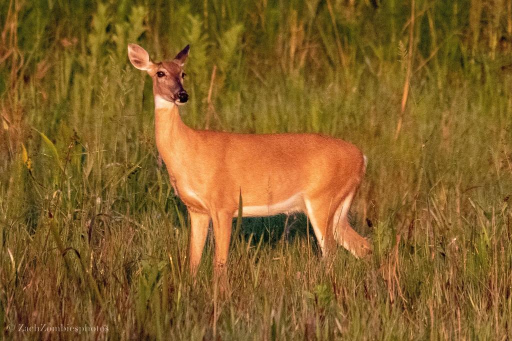 Cute_and_Food's tweet photo. "Early morning white-tailed deer. Arthur r Marshall wildlife refuge. South Florida." via #wildlifephotography Subreddit - Courtesy of zachzombies https://t.co/RGeuYoAygb