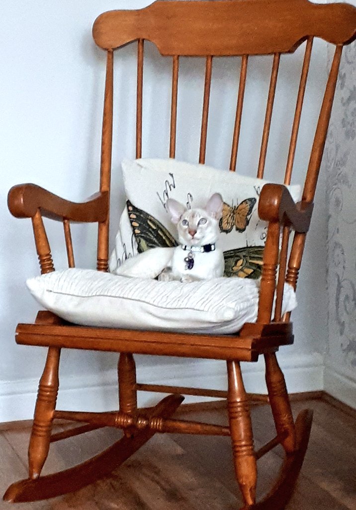 jolenehunter's tweet photo. #JessiePinks๐๐ฏ is rocking this #whiskerswednesday #LordMuck #Spoilt #SnowTiger #teamdiablo #CatsofTwitter @Diablo_Siamese https://t.co/AgSfEPqnGd