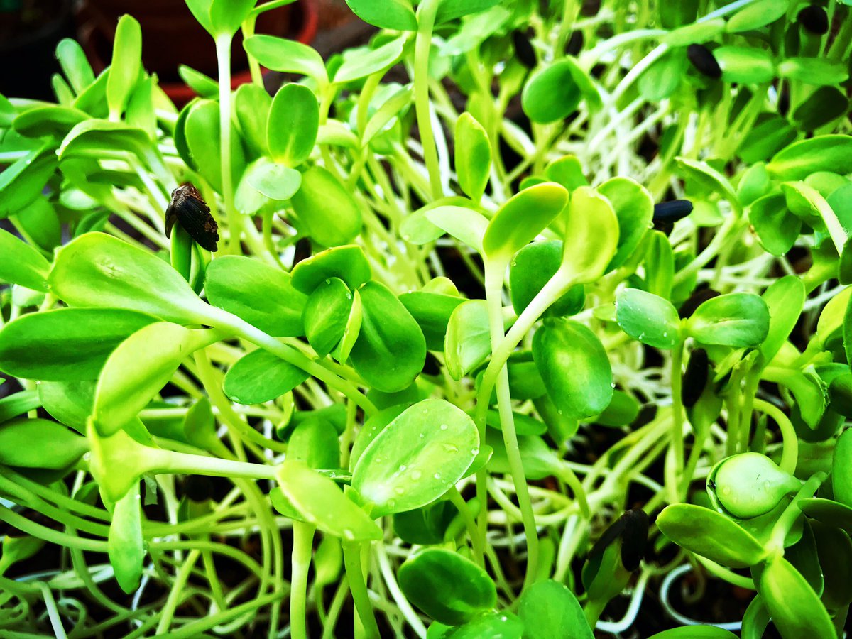homestead_free's tweet photo. Sunflower microgreens have greened up, almost ready to harvest! Are you growing your own greens? #sunflowermicrogreens #microgreens #sunflower #superfoods #sunnies #healthyfood #microgreen #urbanfarming #superfood #eatyourgreens #greens #homesteading #homesteadkitchen https://t.co/cZSIKUTPYY