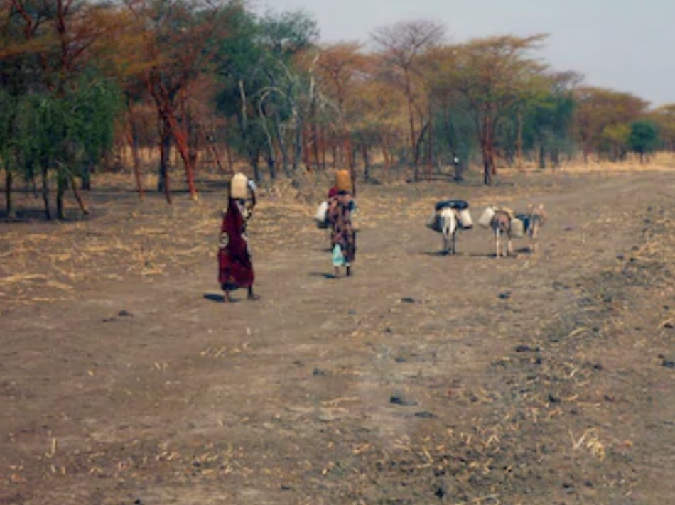 عبدالعظيم الأموي على تويتر السودان قطع أشجار يمكن أن تعمر
