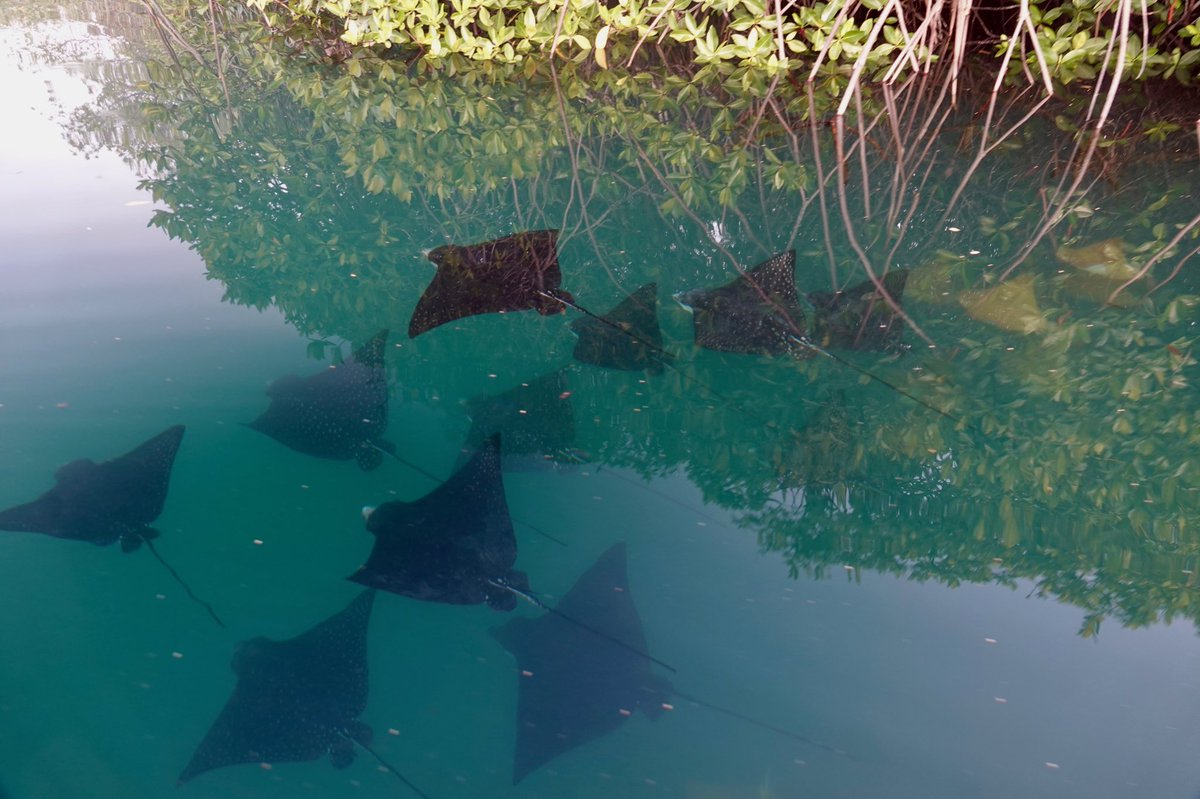 MangroveProject's tweet photo. #Mangroves and young rays! Many species of sharks and rays are known to use mangroves as nursery areas. Amazed by this photo from Elizabeth Bay, #Galápagos by @MothmanTurnerOD
#MangrovesMatter https://t.co/k84z3wgbgv