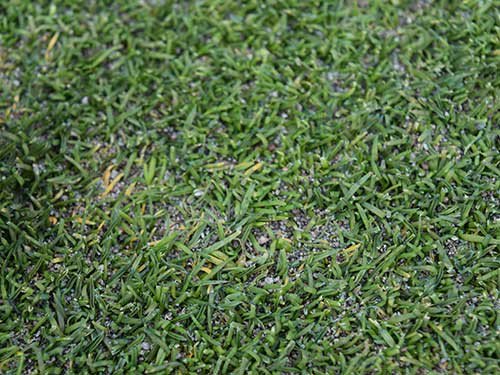 Depending on your location ... go time for preventative anthracnose control is approaching.  Check out management strategies in the latest #GST Talking Turf: bit.ly/TT_04302019