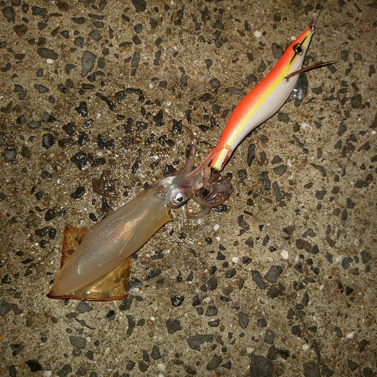 餌木邪 餌木邪