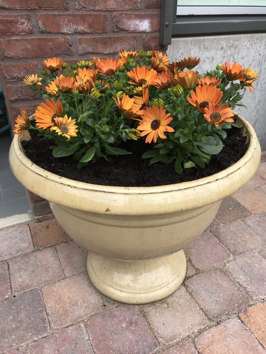 dijkhuizen_d's tweet photo. #Osteospermum #spaansemargriet #decorumcompany #orangeflowers https://t.co/Q61EzZItWD