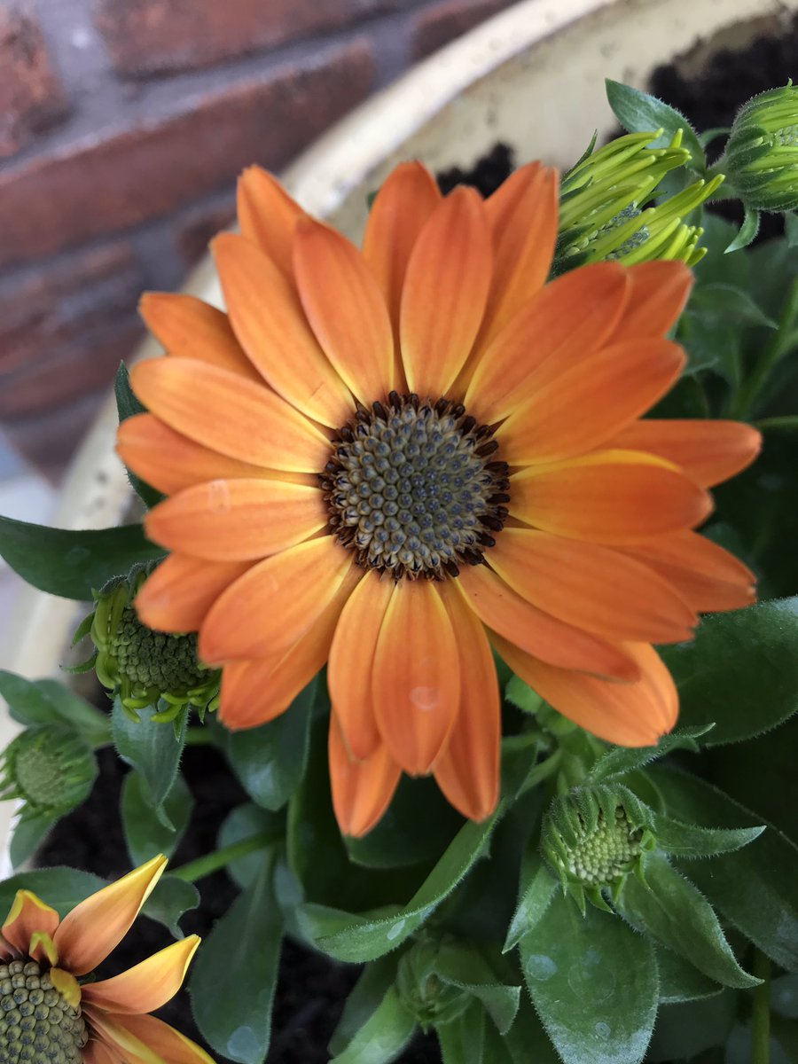 dijkhuizen_d's tweet photo. #Osteospermum #spaansemargriet #decorumcompany #orangeflowers https://t.co/Q61EzZItWD