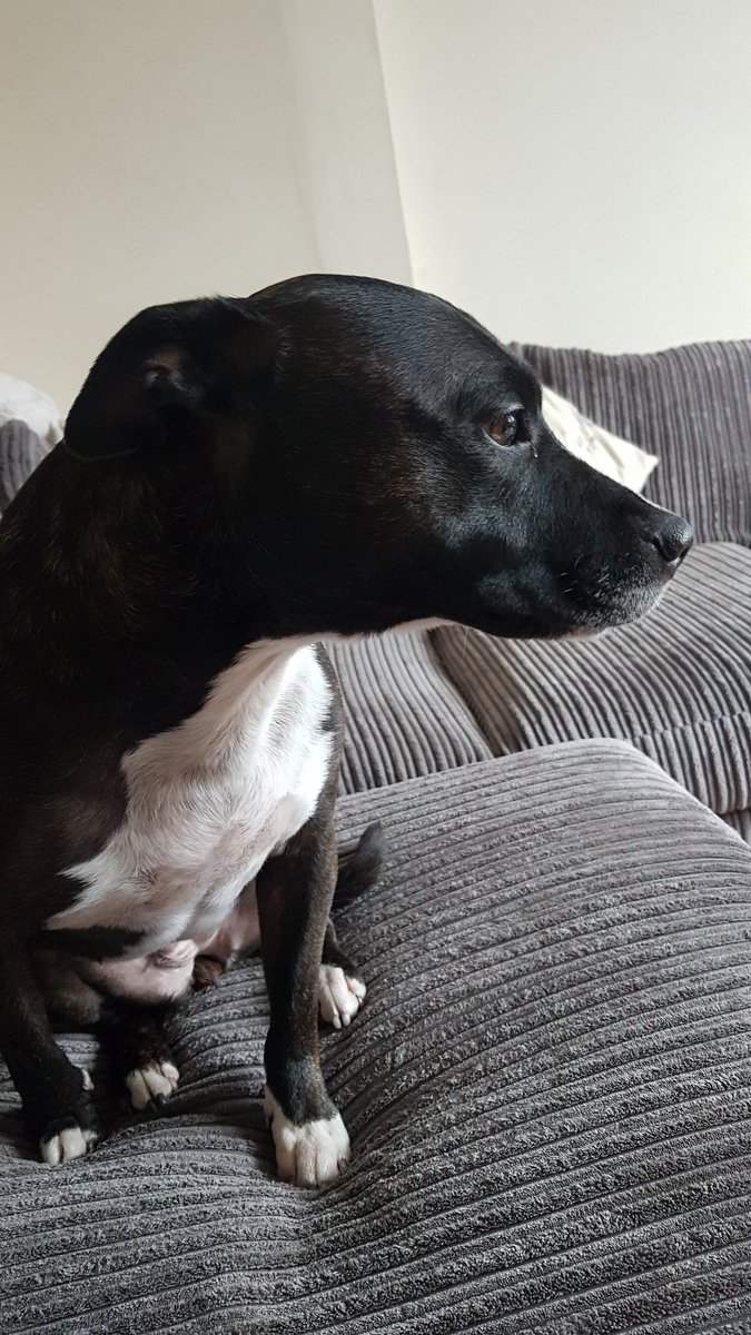 hewwo frens...I been supa busy. I know my daddy work weally hard so I fort I help out. I know tomowwow is bins day so I decided  sort out da recycling for him while he at work today...he gonna be so pleased! #assistancedog #staffylove #soproud #AdoptDontShop #woofwoofwednesday
