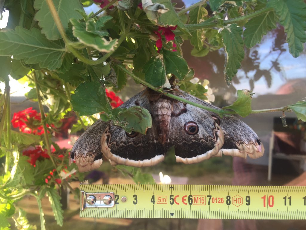 rikenklaar's tweet photo. Wat is dit voor ‘n reus? Aangetroffen buiten in de hanging basket in Frankrijk, Aveyron, Requista. https://t.co/aYToL6Zb7X