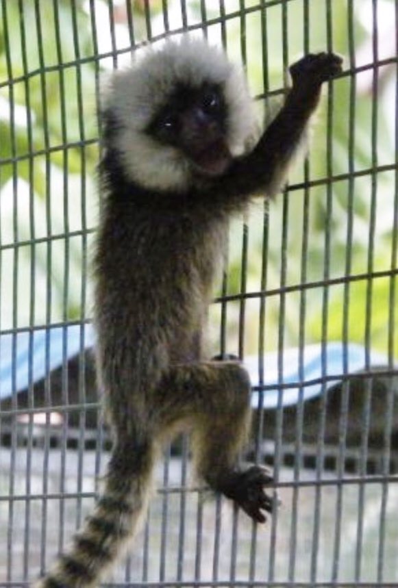 Thee_JackWalsh's tweet photo. Whenever the days comes and I settle down with whom ever the lucky lady may be, we won’t be getting a puppy we will be getting a dog gone pocket monkey !!! https://t.co/ldkhBxBdP2