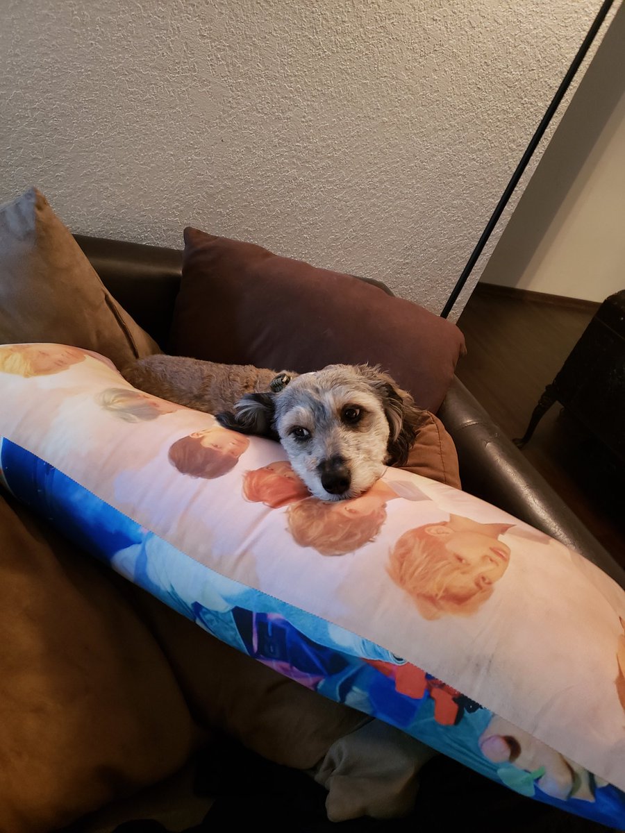 colliedoll1995's tweet photo. Sometimes, I wonder if I'm really the one Pippin loves most... Haha! 🤣🤣🤣He's always hogging this pillow! @BTS_twt https://t.co/vXKUsupU34