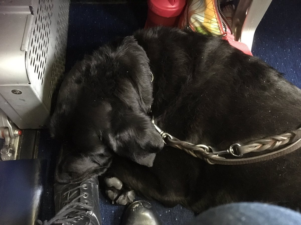 StanleyTulia's tweet photo. On the plane to Victoria! Can’t wait to be part of @IntrepidTheatre‘s UNO festival! #dogsonplanes #dogsonstage. Image: photo of Tulia curled up at our feet on the plane. https://t.co/AfpgvKXRhi