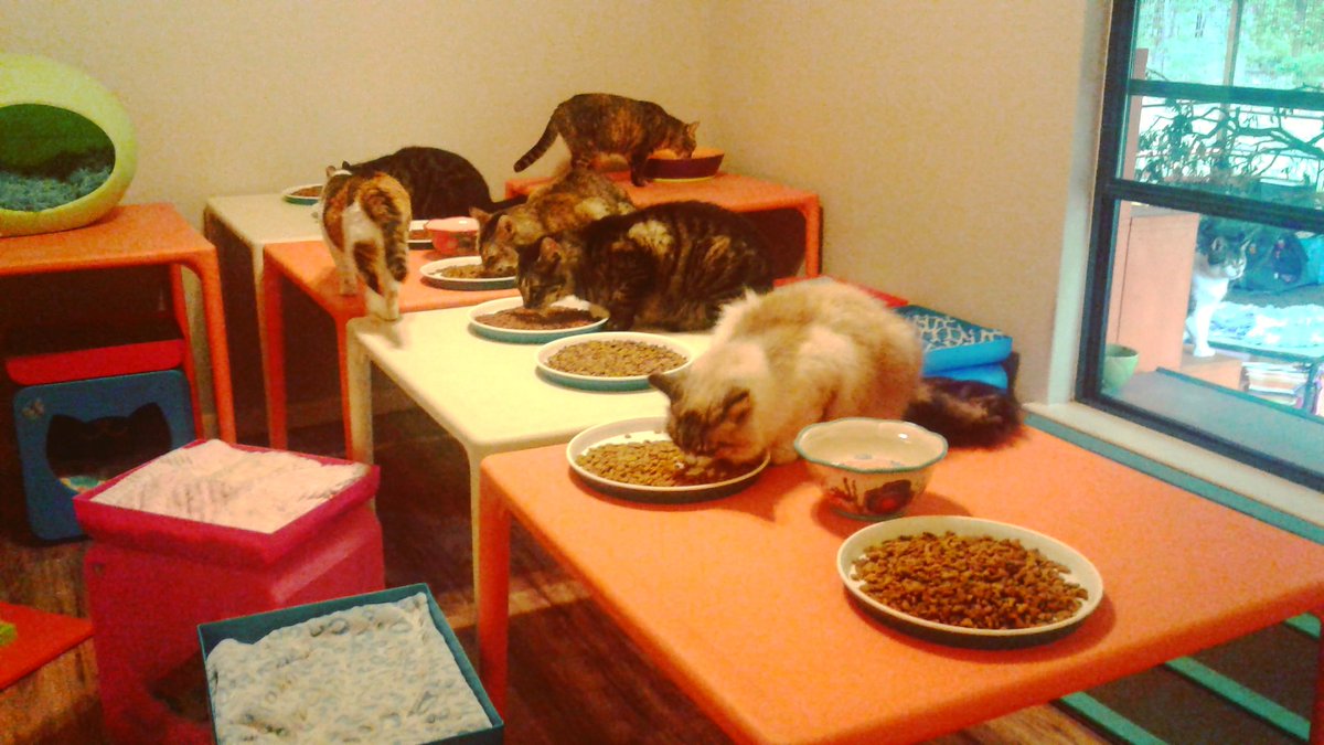 Cats_Dogs4Ever's tweet photo. Kitties enjoying some crunchies. ❤❤❤ The fur kids have access 24/7 to fresh dry food. Wet food is served for breakfast and dinner. We have a few kitties that like only wet food. We serve them throughout the day extra wet food. https://t.co/7hqmhwu6d8