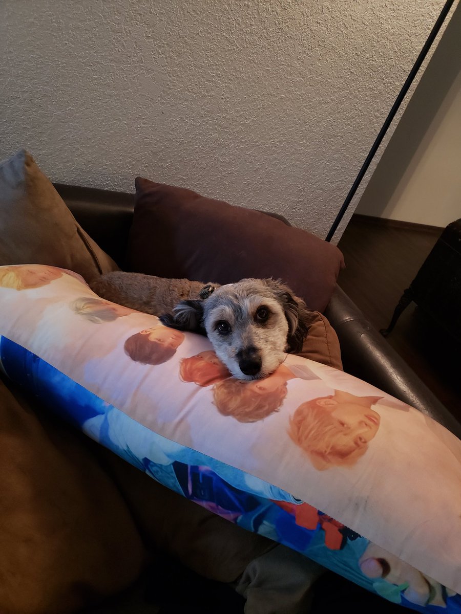 colliedoll1995's tweet photo. Sometimes, I wonder if I'm really the one Pippin loves most... Haha! 🤣🤣🤣He's always hogging this pillow! @BTS_twt https://t.co/vXKUsupU34