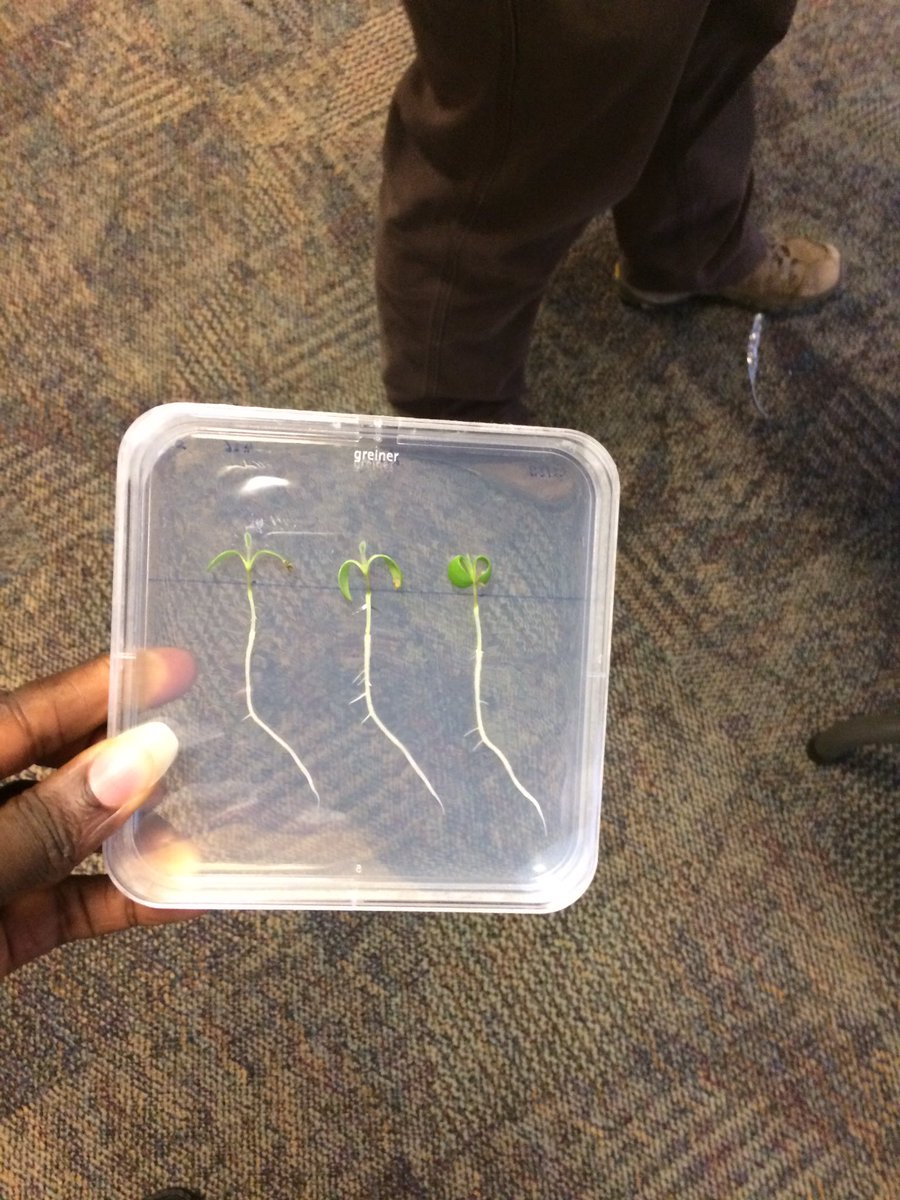 Mike_Adu's tweet photo. At #IPPNrootphenotyping unraveling the hidden half, which is really massive by the way. https://t.co/1MbQra2YML