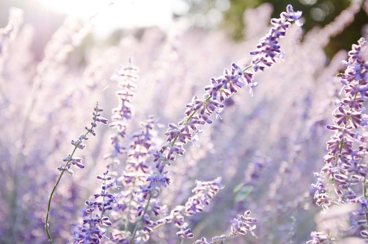 afdenver's tweet photo. Provence is known for its endless fields of lavender--and an abbey: L'abbaye Notre Dame de Sénanque. Pluma Mag has the details, check it out here: https://t.co/w404BKiIzY #plumamag #afdenver #learnfrench https://t.co/yPplKBp5D3