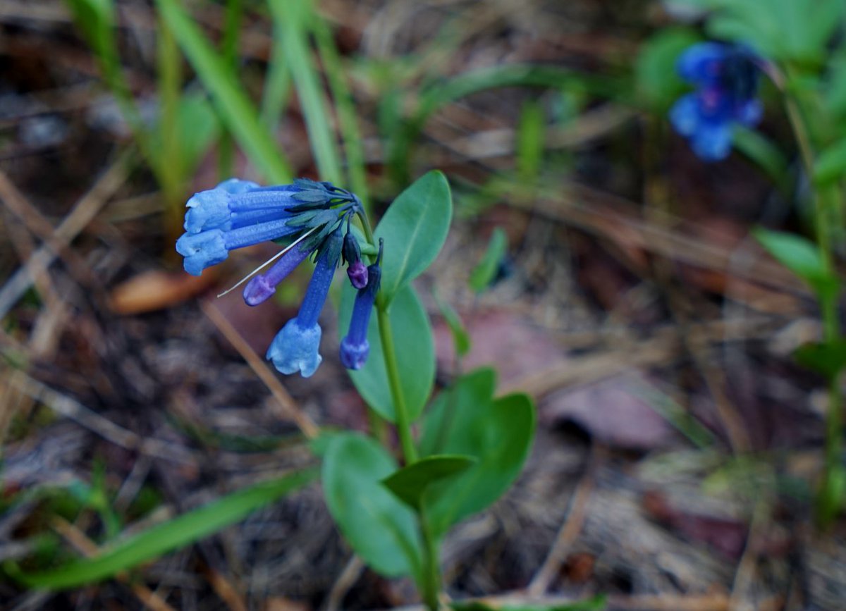 NWSeasons's tweet image. Wildflower Wednesday and May Day! Can anyone ID this sweet little flower I saw growing in the hills above Leavenworth, WA, last weekend? #WNPS #getoutside #PNW
