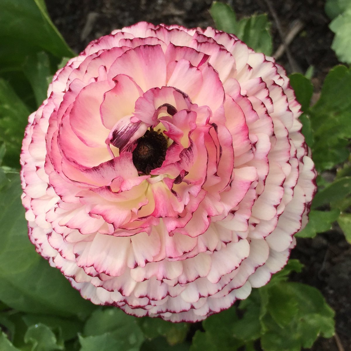Graham_Rice's tweet photo. This beautiful ranunculus from Sarah Raven is now in full flower. Lovely. 'Friandine Rose Picotee'. Only problem is that some of the other plants are almost single flowered. Not good.
#ranunculus #sarahraven #friandine #friandinerosepicotee #picotee https://t.co/VbbfxcX7Sc