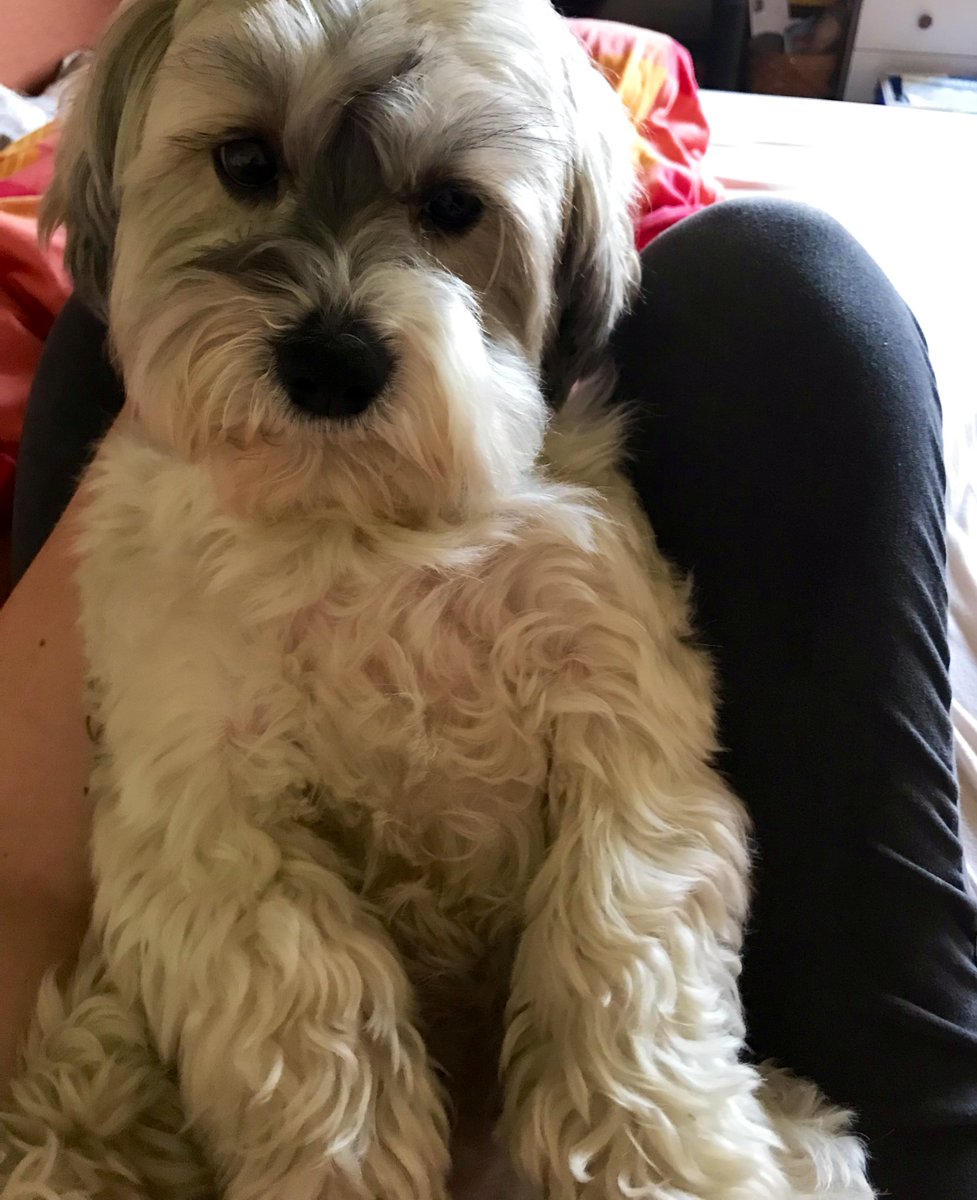 HedaSophie's tweet photo. My little Louis grew up so much 🐾#memories #May2012 https://t.co/Mm1iPfN9lg