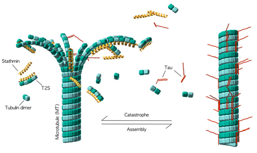 Francois_Devred's tweet photo. Our new chapter "Characterization of MAPs and Tubulin Interactions by ITC" is out in Meth. in Mol. Biol., #microtubule #microcalorimetry #ITC #tubulin #tau #stathmin #tubulin #protocol @CNRS_dr12 @univamu @facpharmarseill check it out on @HAL_AMU : https://t.co/ATjzeC0Rej https://t.co/RsDPX9gtP0