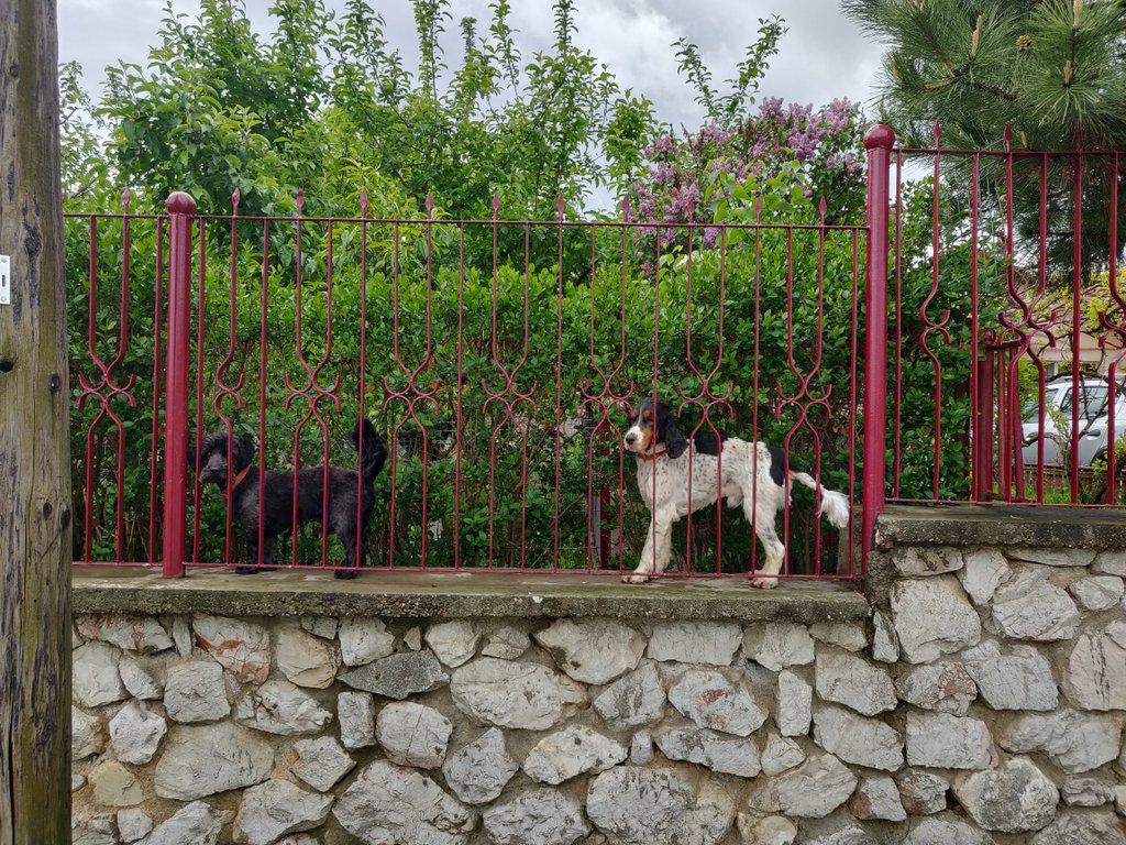 gabilimbean's tweet image. Câini de GARD(ă) #dogs #daywatch #albaiulia #romania