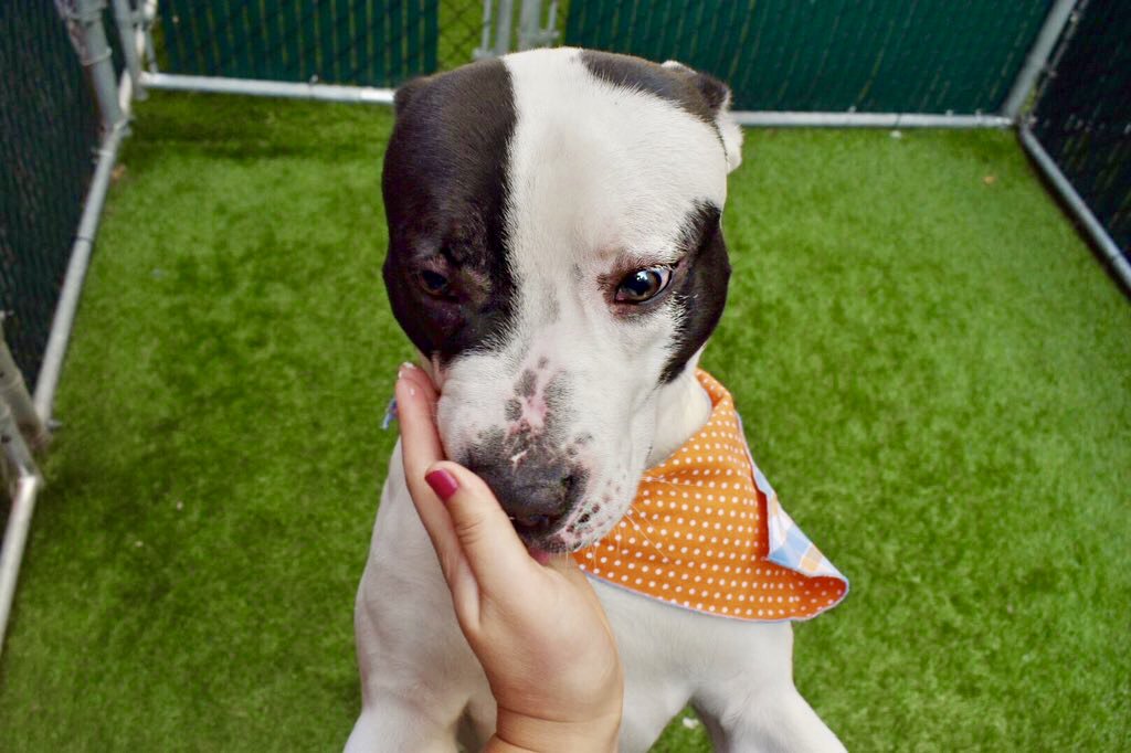 KeithOlbermann's tweet photo. LARRY LOBSTER SMILES AND PLAYS - AND MAY BE KILLED THURSDAY. Perfectly behaved but back in because his “foster ran out.” We must make it up to him with pledges via @chortletown to entice a new Rescue or Adopter/Foster. Larry’s best chance is you: PLEASE RT https://t.co/TlR6pGP5Bk https://t.co/ZqFjqXXRJn