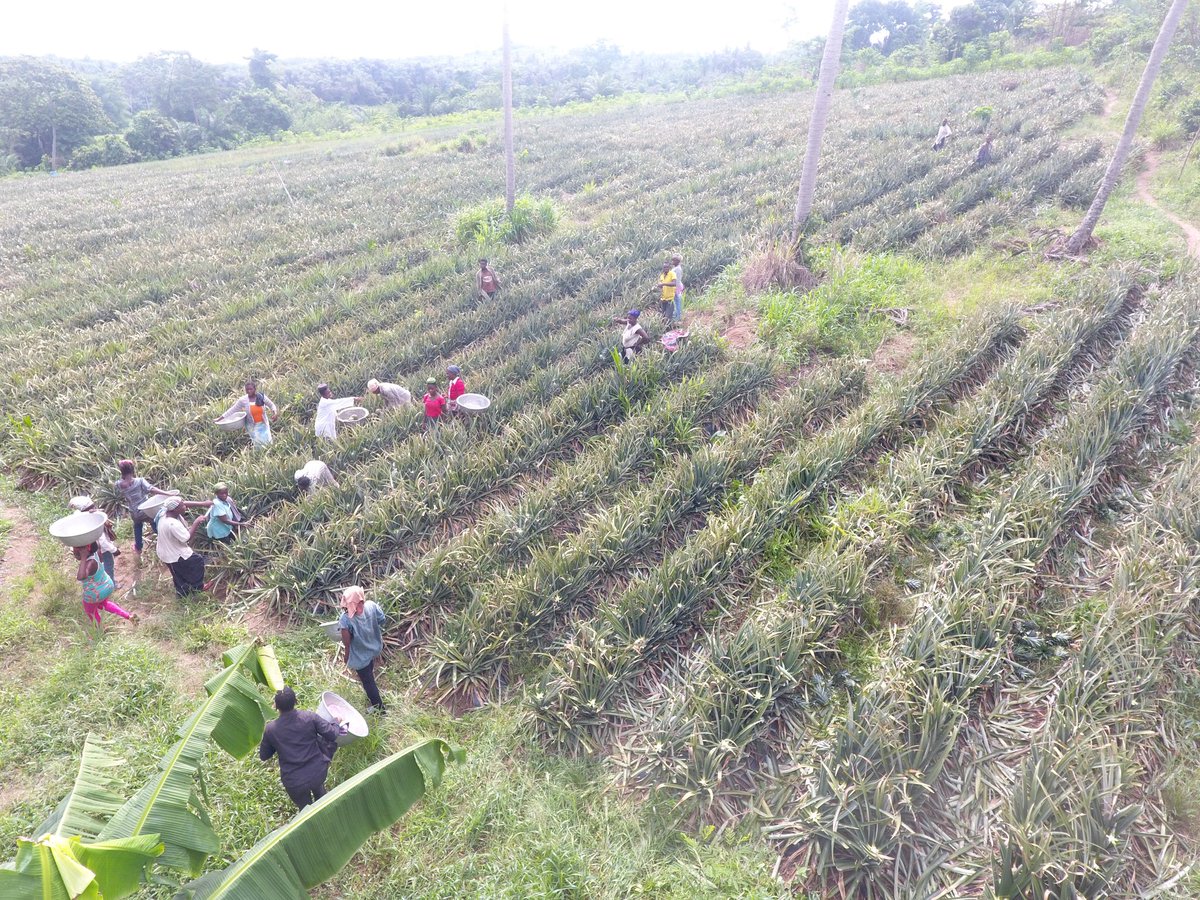 Greenrootsgh's tweet photo. A special moment to thank all the dedicated staff at @Greenrootsgh this #MayDay for your passion and hardwork! #Ayekoo #Agriculture #Ghana https://t.co/AAsGq5KEAd