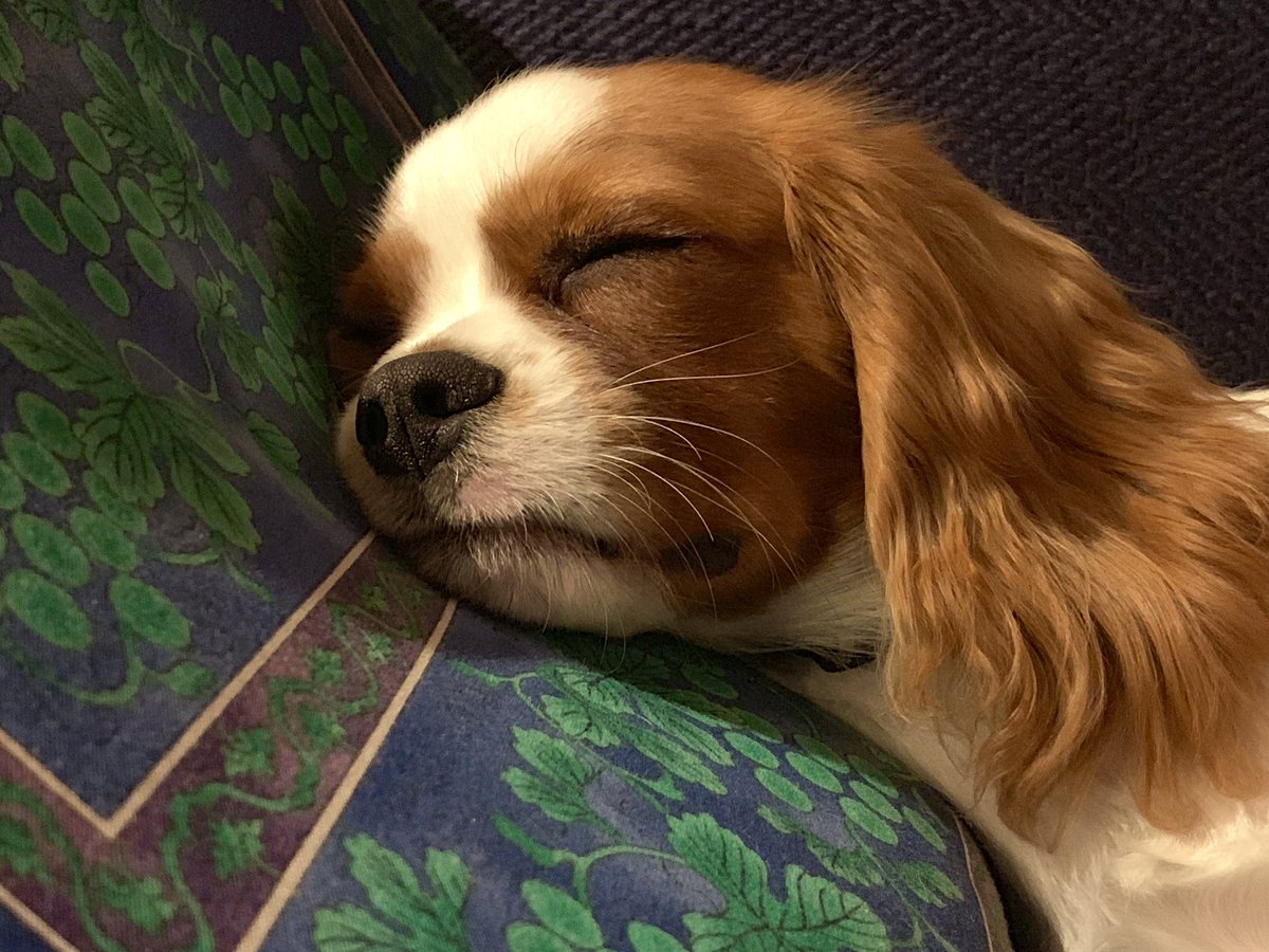 cavalier king charles teddy