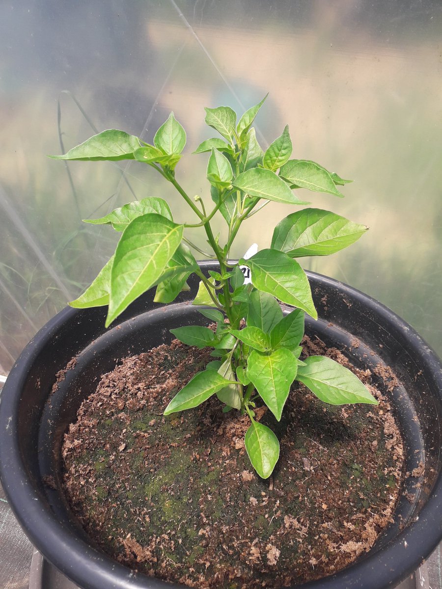 ChilliExperienz's tweet photo. #Chilli plants are coming on strong thanks to the sun re-appearing in #Portugal - here we have a Costeno Amarillo, Aji Crystal and Turkish Goats Horn https://t.co/tpSXI7AGrg