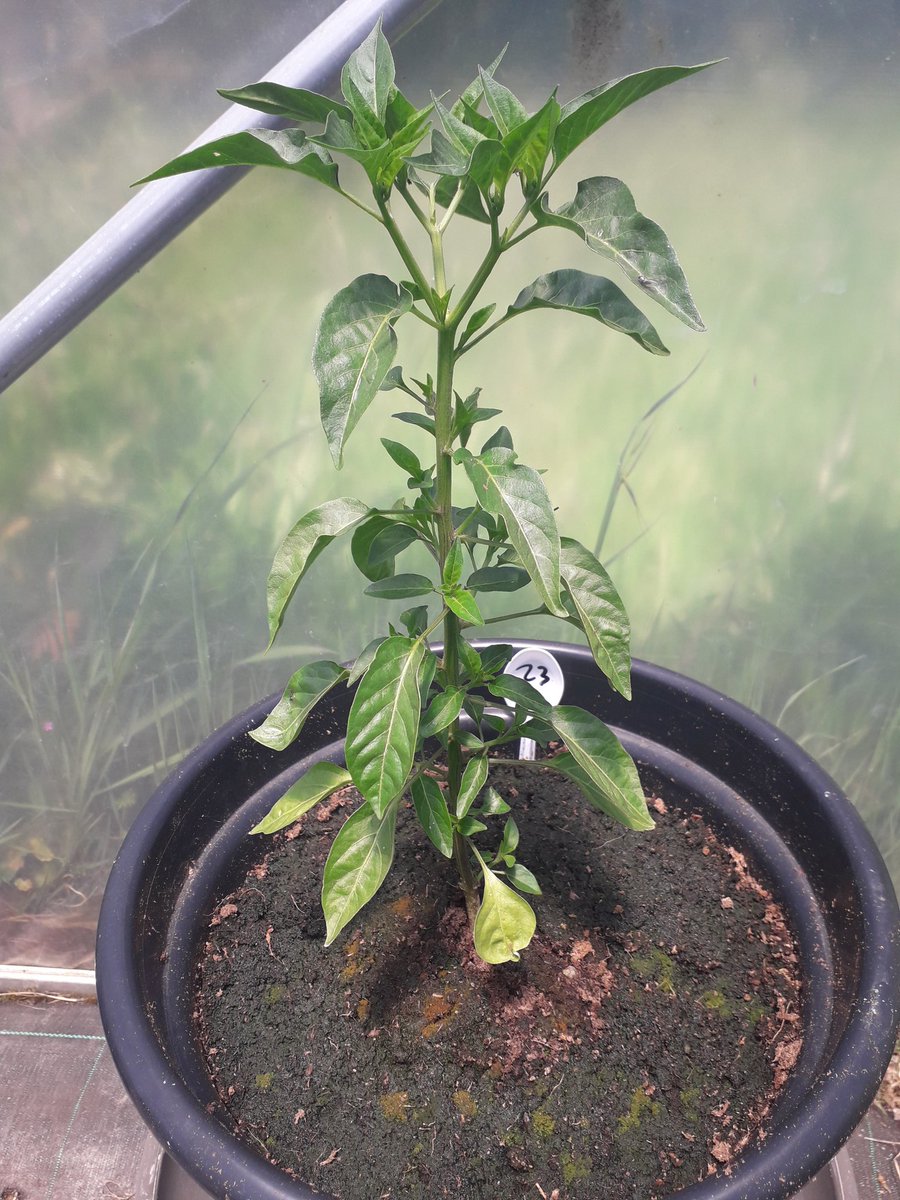 ChilliExperienz's tweet photo. #Chilli plants are coming on strong thanks to the sun re-appearing in #Portugal - here we have a Costeno Amarillo, Aji Crystal and Turkish Goats Horn https://t.co/tpSXI7AGrg
