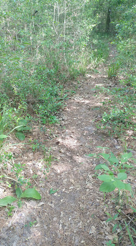 Lone Star Trail tweet media
