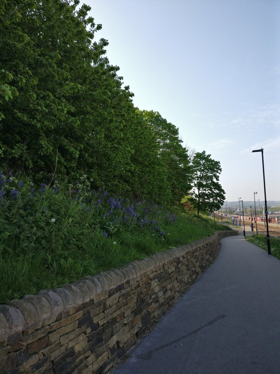 This morning's nature walk - from Sheffield station to @southstreetkitchen for a latte #1stMay #nature #sheffield