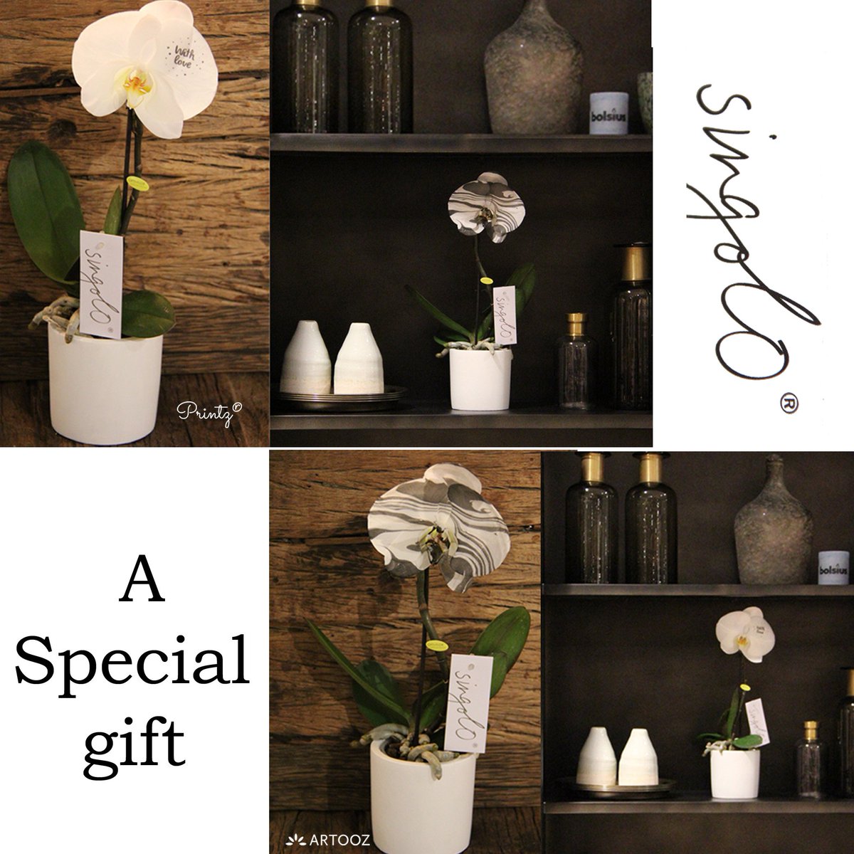 Op zoek naar een echte eyecatcher ?

Singolo 10,5cm Printz &amp; Singolo 10,5cm Artooz

by @Opti_flor

#artooz #printz #singolo #optiflor #plant #special #gift #eyecatcher #marmer #print #orchidee