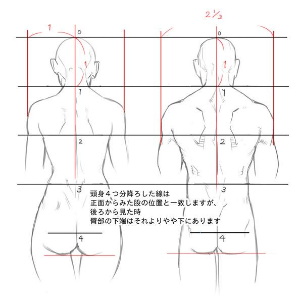 いちあっぷ By Mugenup クリエイティブ制作会社 On Twitter 男女の肩幅の違い リアルな頭身を元にした 理想的な人体の肩幅の比率は 女性 頭2つ分 男性 頭およそ2 1 3つ分 男性の方がやや肩幅が広いです アタリが取れればカッコよく描ける 男女別 背中の