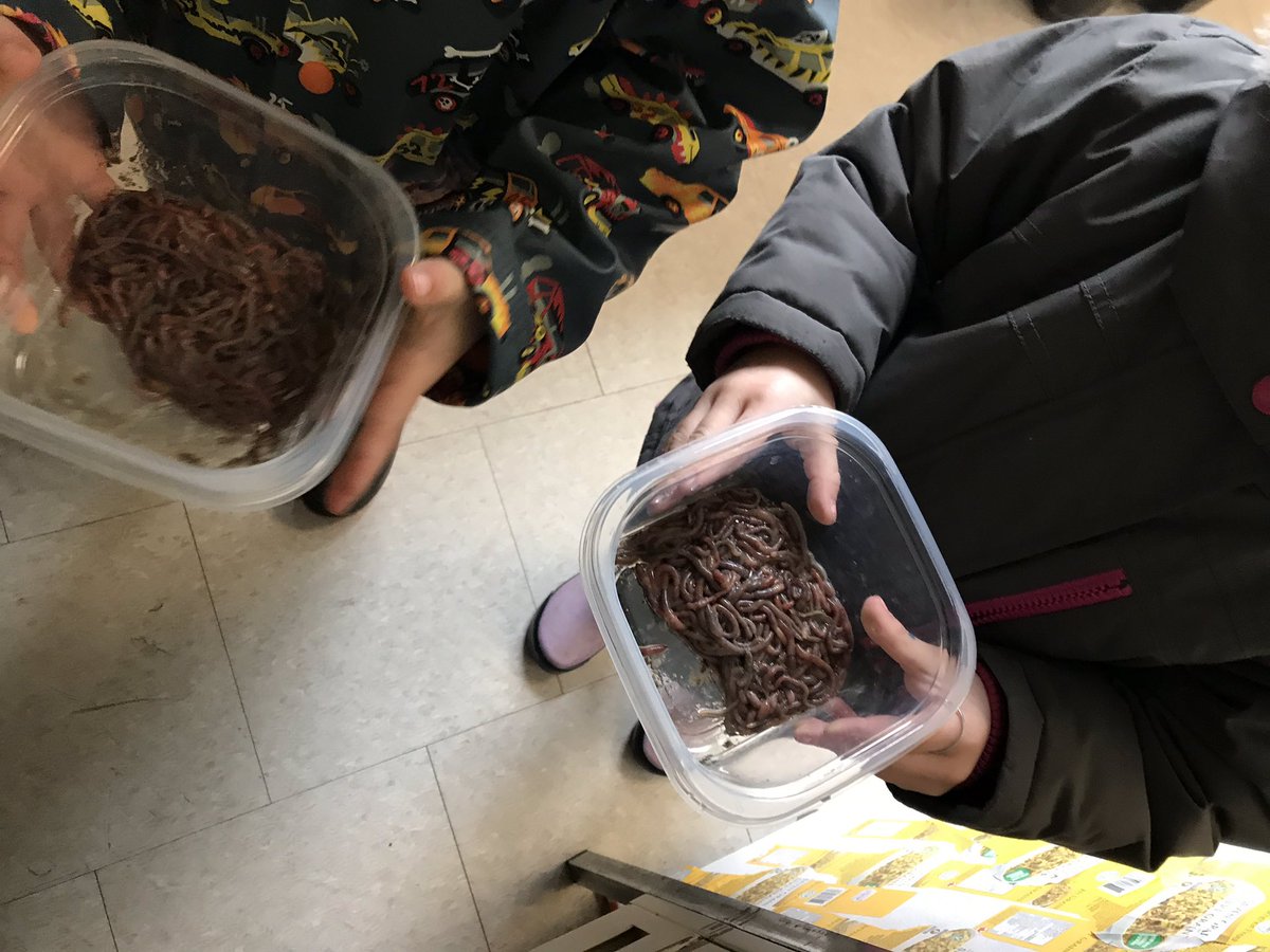 SESKinders's tweet photo. We went on a worm hunt. @rutherfordroad we left you a present on your desk #chickenfood. #outdoorlearning #YRDSBGetOut #YRDSBEarlyYears https://t.co/2FBQTZQded
