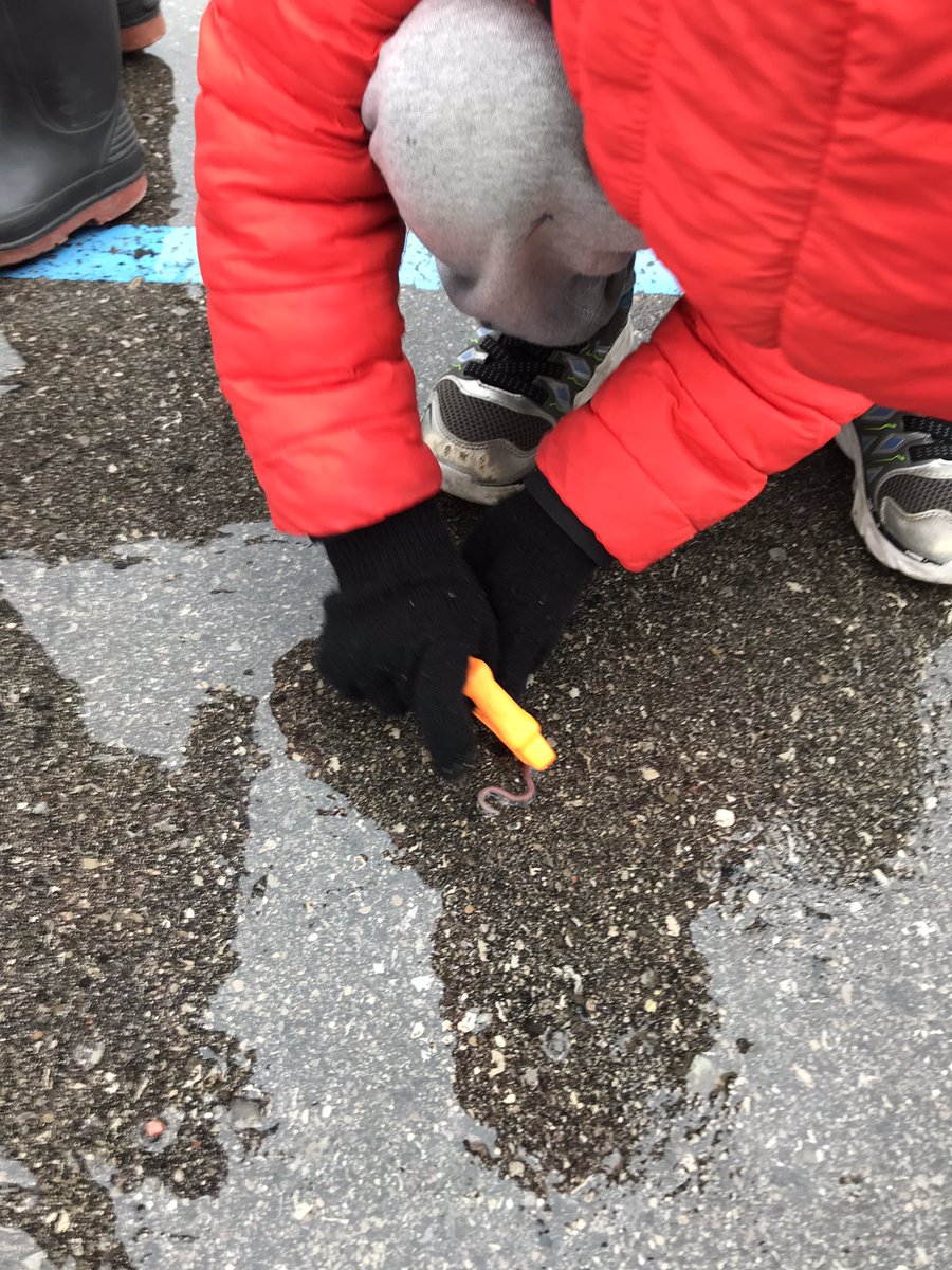 SESKinders's tweet photo. We went on a worm hunt. @rutherfordroad we left you a present on your desk #chickenfood. #outdoorlearning #YRDSBGetOut #YRDSBEarlyYears https://t.co/2FBQTZQded