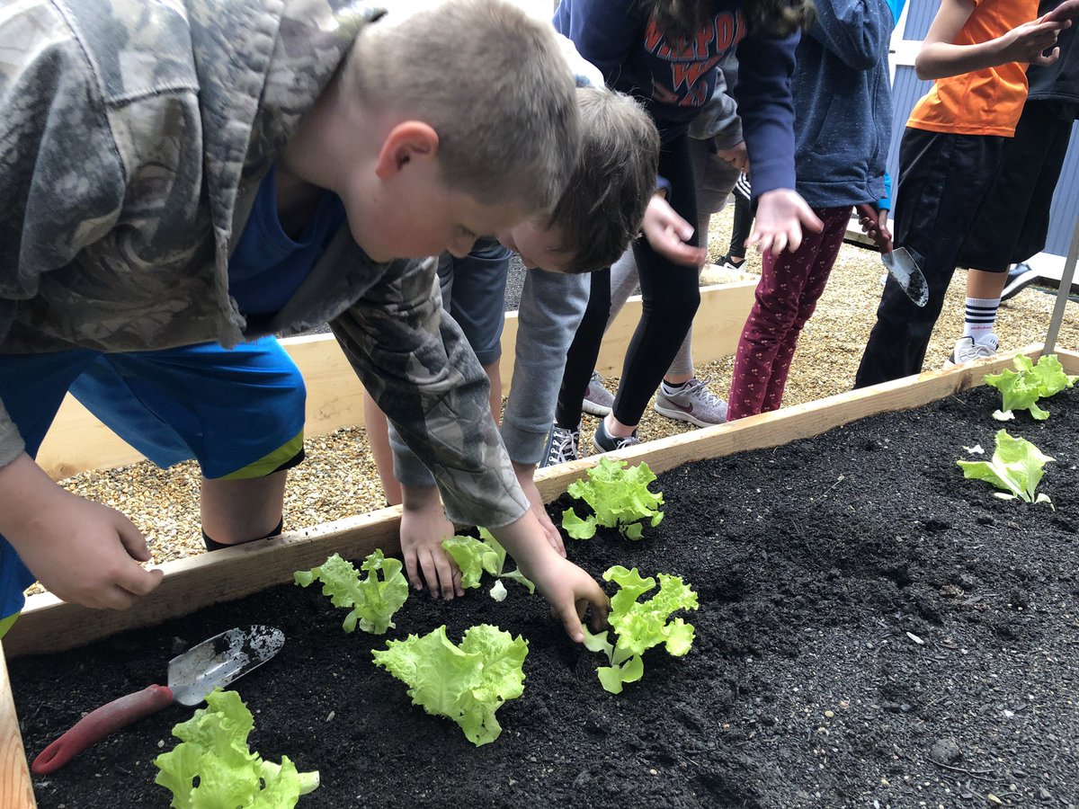 Planting our lettuce in the garden with @NorfolkAggieHS @elmwalpole