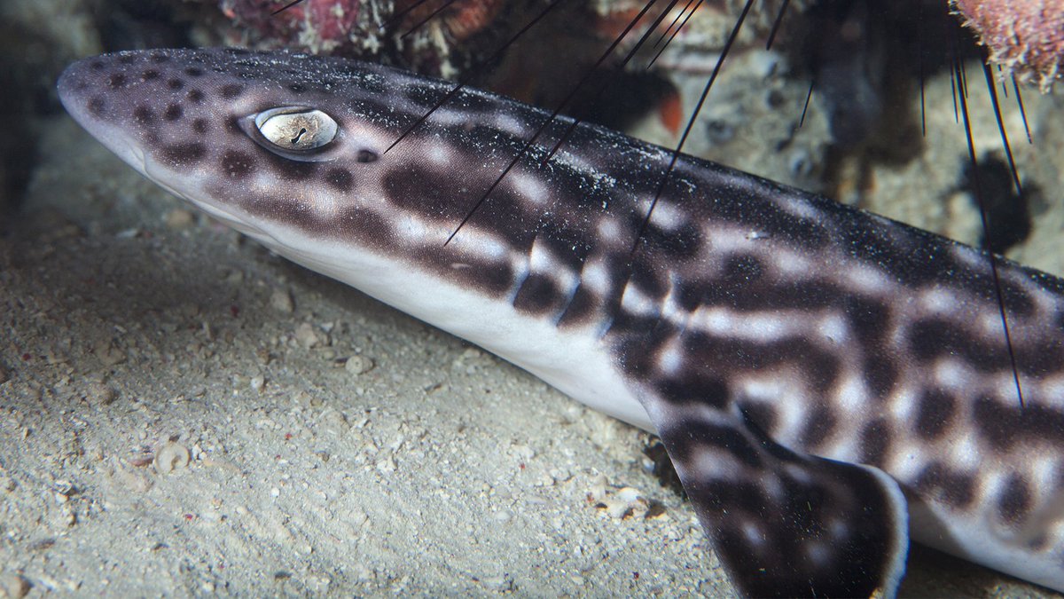 RiverMuseum's tweet photo. You've watched her developing in her egg sack, saw her hatch in our Conservation Lab, and ate cake at her gender reveal party. Now you can help name our Coral Catshark pup! 🦈 Vote 👉 https://t.co/tijUxZX28b
#WhereIowaStarted #ThisIsIowa https://t.co/tGKp3n7NiK