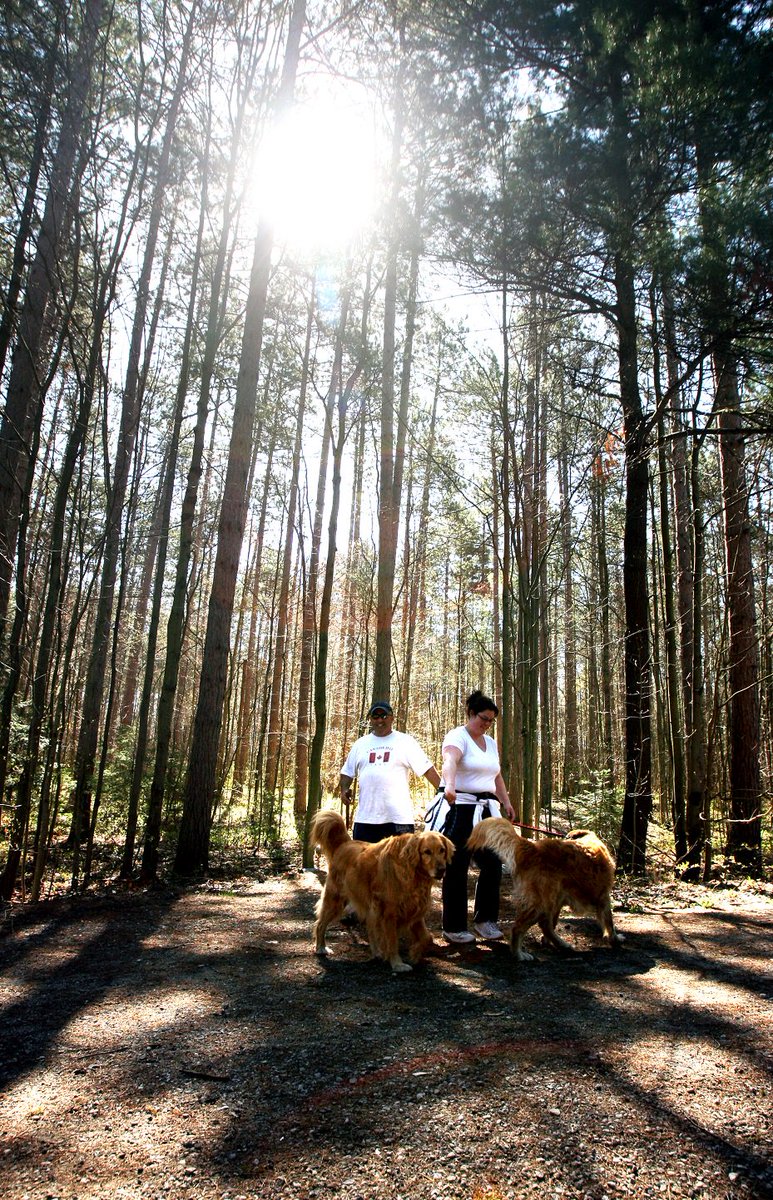 It Takes A Forest tweet media