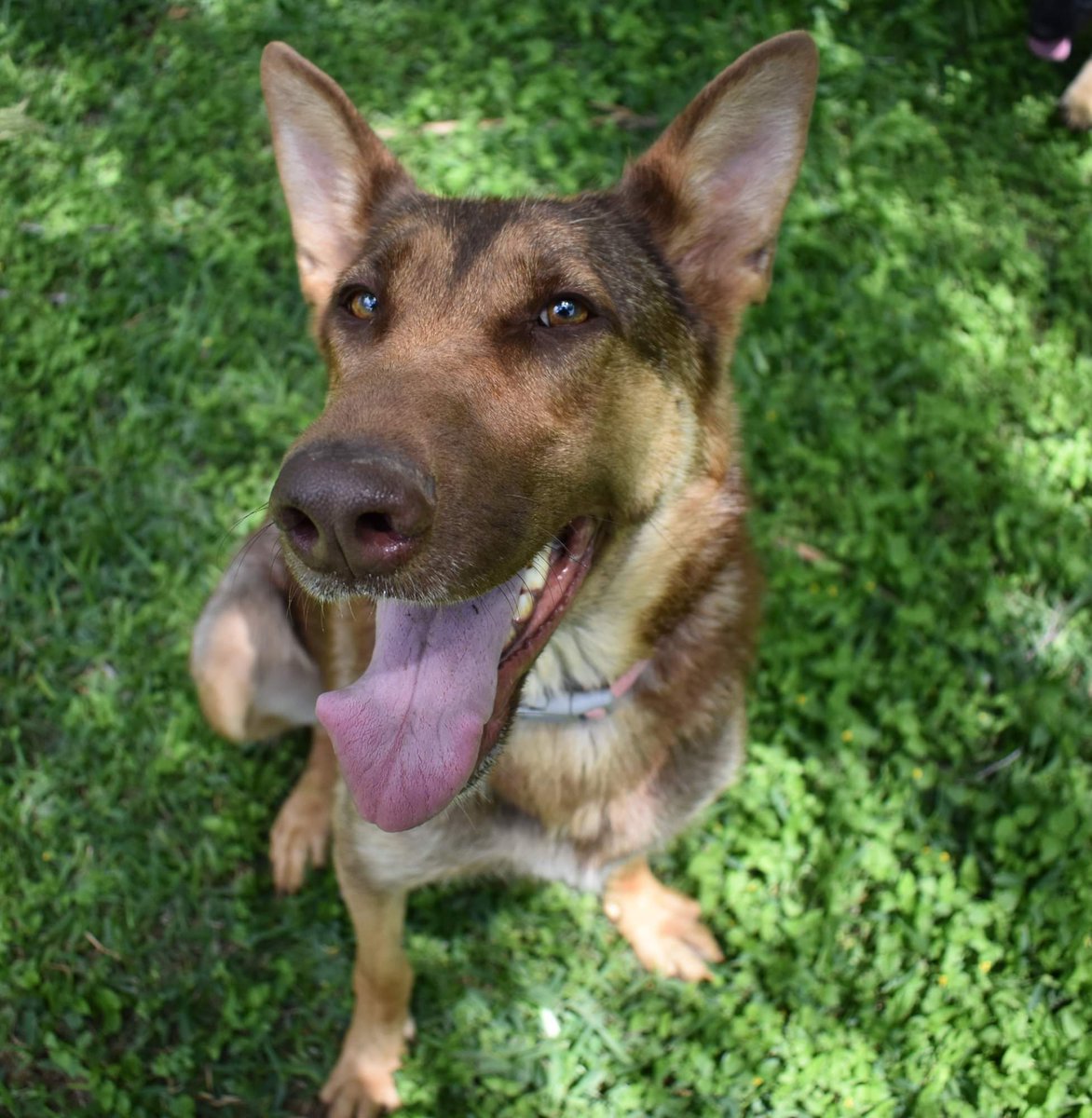 becsgsd's tweet photo. Coco liver gsd #livergsd #livergermanshepherd #gsd #germanshepherd #specialGermanshepherd #liverdog #liverpuppy https://t.co/heCRnKWk5h