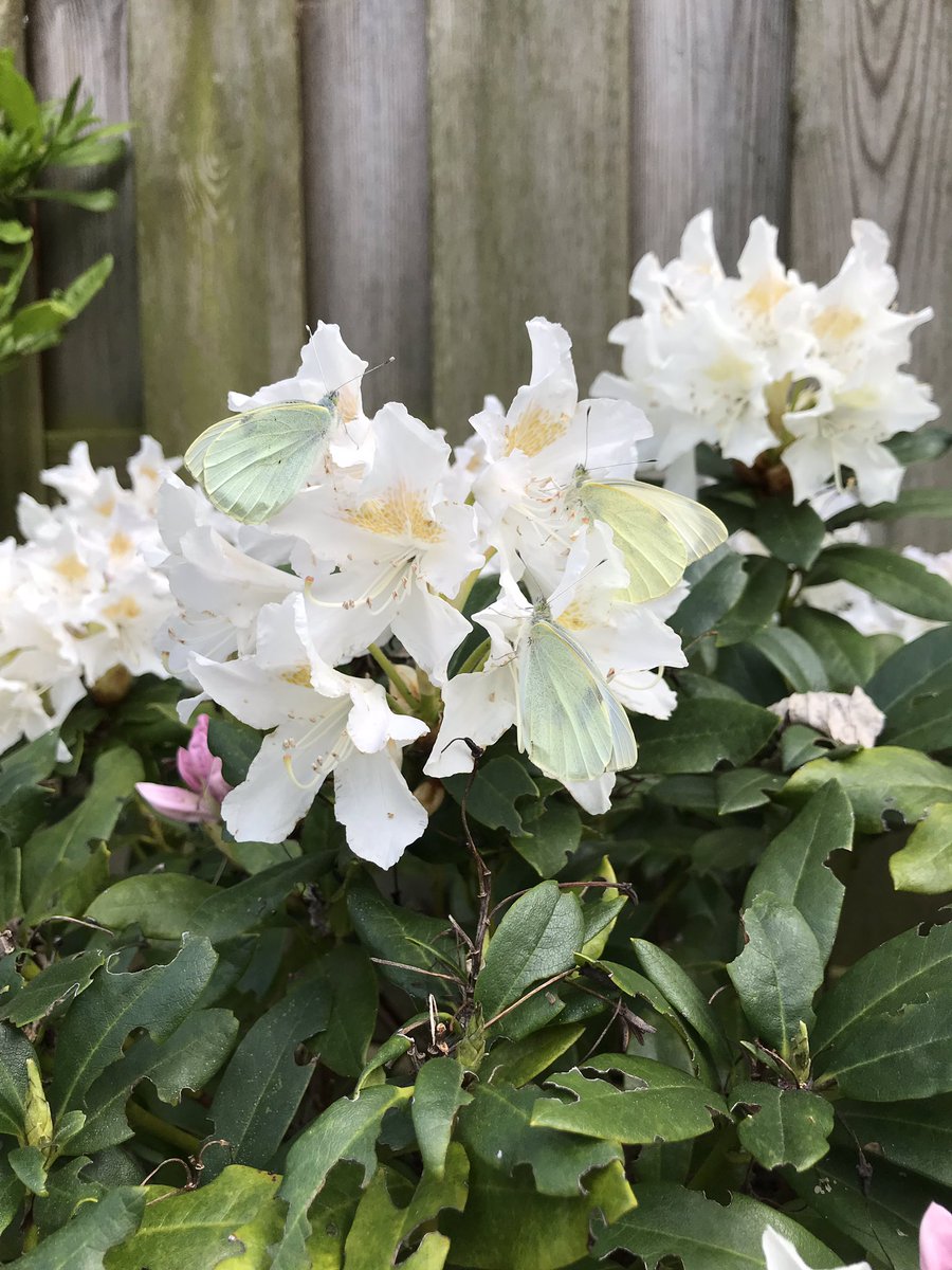 judizia's tweet photo. 3 koolwitjes uitgezet 🦋 #helpdenatuur #leukleukleuk #vlinders #koolwitjes #genieten https://t.co/zcLmvQKCJ4