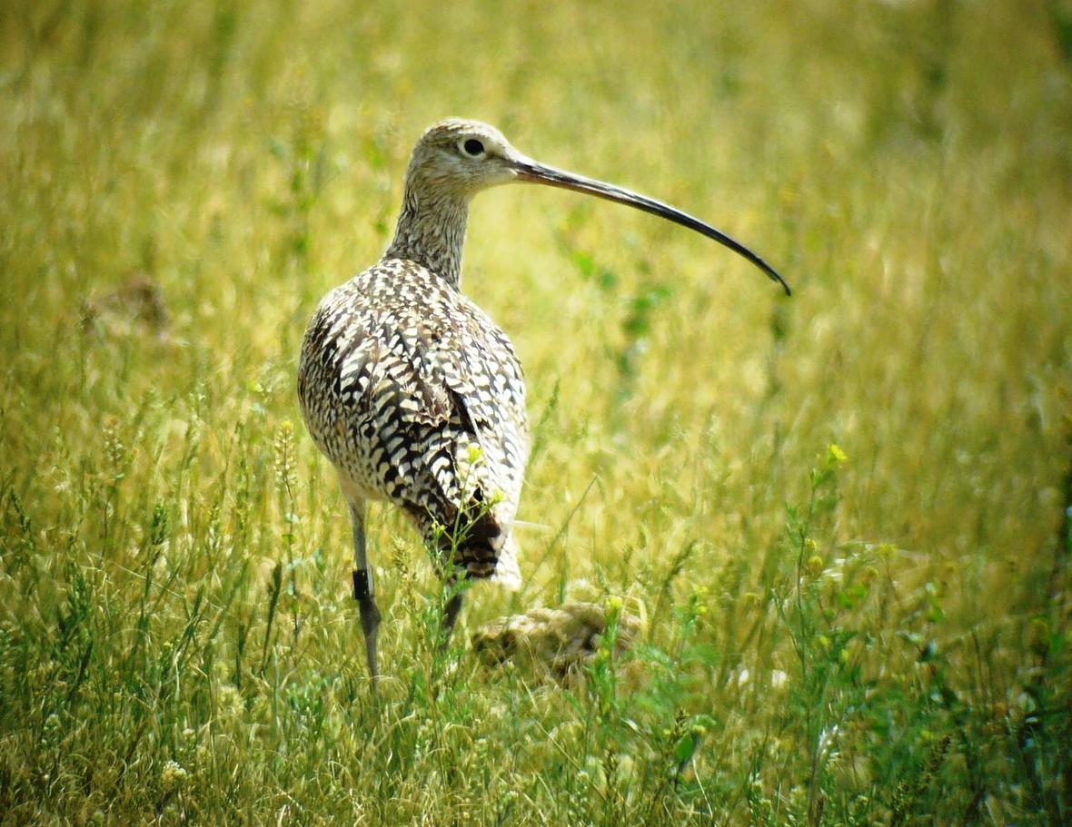 Photo of long-billed curlew