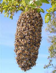BmNorfolk's tweet photo. Honey Bee 🐝 swarms collected free in the Norfolk area 07824735602 https://t.co/8vs21HJn0q
